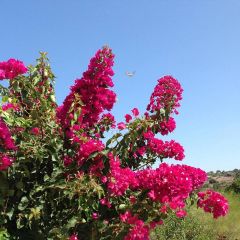 Κώστα Βάρναλη: Ανάσταση