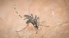 Δελτίο Τύπου Π.Ε. Ημαθίας για τα μέτρα προστασίας κατά των κουνουπιών