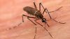 ΑΓΡΟΤΙΚΟΣ ΣΥΛΛΟΓΟΣ ΝΑΟΥΣΑΣ «ΜΑΡΙΝΟΣ ΑΝΤΥΠΑΣ» :Άμεσα μέτρα καταπολέμησης των κουνουπιών