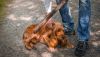 Συλ­λή­ψεις και αυ­τό­φω­ρο για την κα­κο­ποί­η­ση των ζώων, πα­ραγ­γέλ­νει η αντιει­σαγ­γε­λέ­ας του Αρεί­ου Πάγου
