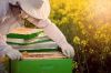Π.Ε Ημαθίας: Συμμετοχή στο πρόγραμμα βελτίωσης των συνθηκών παραγωγής και εμπορίας των προϊόντων μελισσοκομίας για το έτος 2021.