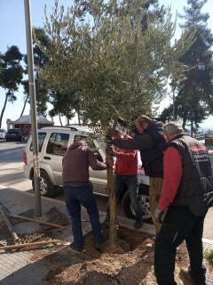 Φυτεύσεις δέντρων σε κεντρικά σημεία της Βέροιας