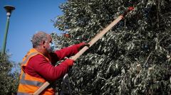 Ευρωκοινοβουλευτική Ομάδα του ΚΚΕ: «Δεν ξέρει, δεν άκουσε» για μονοπώλια η Κομισιόν, ούτε για τον στραγγαλισμό σε βάρος των ελαιοπαραγωγών με τη βούλα της ΚΑΠ