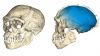 ΜΑΡΟΚΟ: Βρέθηκαν τα παλαιότερα μέχρι σήμερα απολιθώματα του Homo sapiens