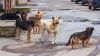 Δήμος Βέροιας: Συνεχίζονται και εντείνονται οι προσπάθειες περισυλλογής με σκοπό την διαχείριση των αδέσποτων σκύλων